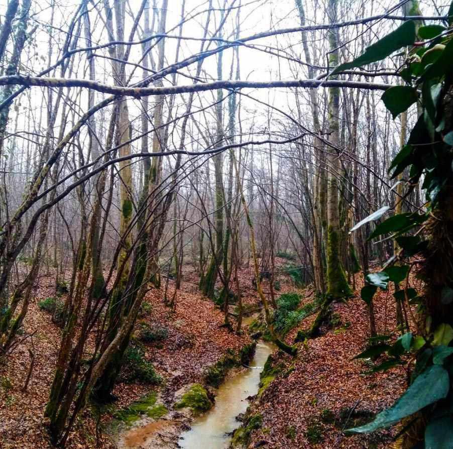 پارک جنگلی سراوان