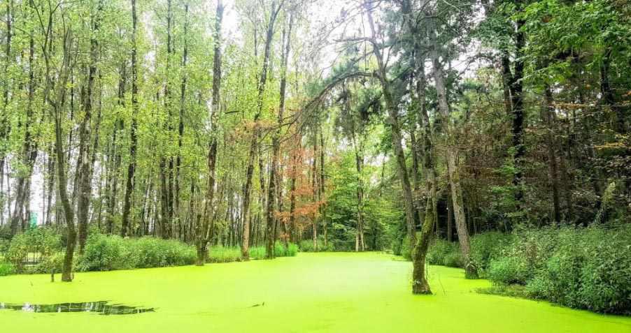 پارک جنگلی سراوان