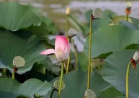 تالاب انزلی کجاست؟