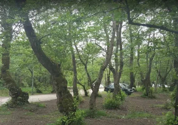 پارک جنگلی کیاشهر