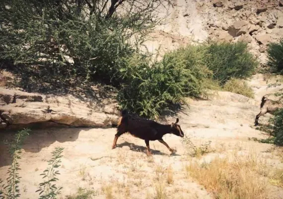 تنگه چاهکوه