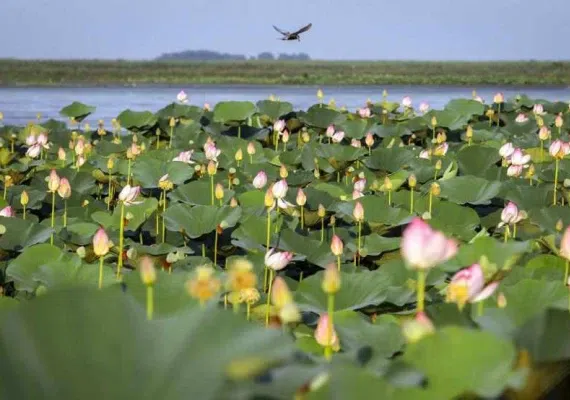 تالاب انزلی کجاست؟