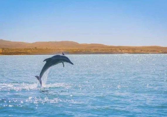 جزیره هنگام، سکونت گاه دلفین ها و ماهی های رنگی آکواریومی