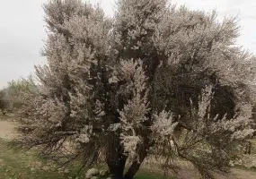 منطقه حفاظت شده میان جنگل فسا