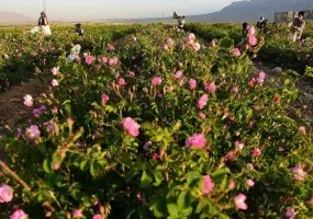گلستان های محمدی میمند