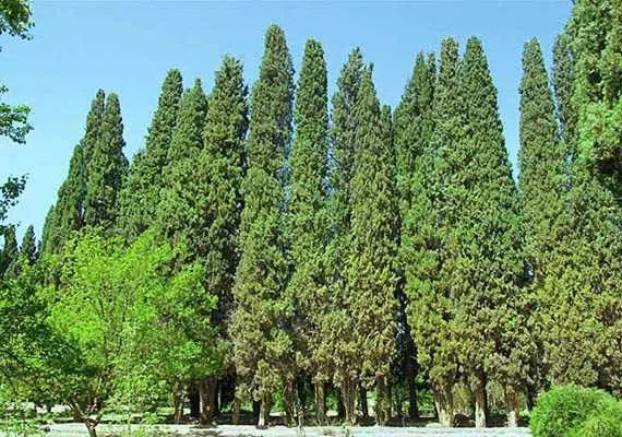 باغ و عمارت رحیم آباد