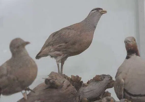 موزه حیات وحش بیرجند