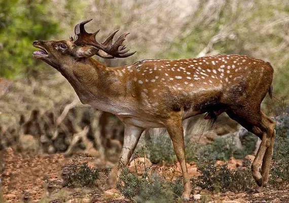 دشت برم کازرون