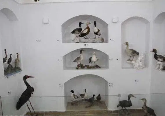 موزه حیات وحش بیرجند