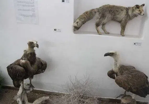 موزه حیات وحش بیرجند