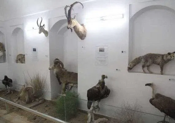 موزه حیات وحش بیرجند