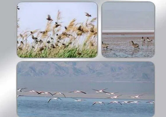 نیزار خور بیرجند