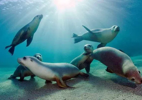 حیات وحش دریایی قشم