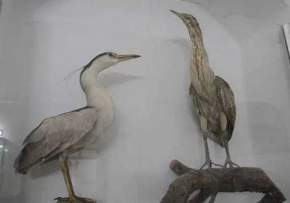 موزه حیات وحش بیرجند