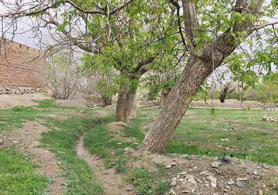 نوفرست
