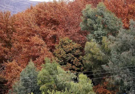 پارک جنگلی استهبان