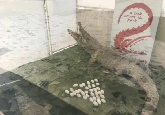 پارک کروکدیل ها