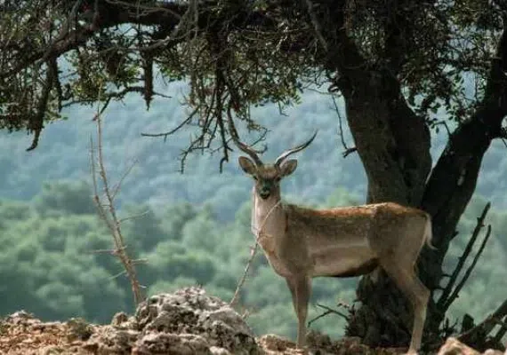 گردشگاه میان کتل شیراز