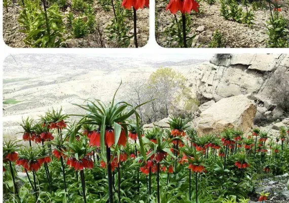 منطقه حفاظت شده ارژن و پریشان