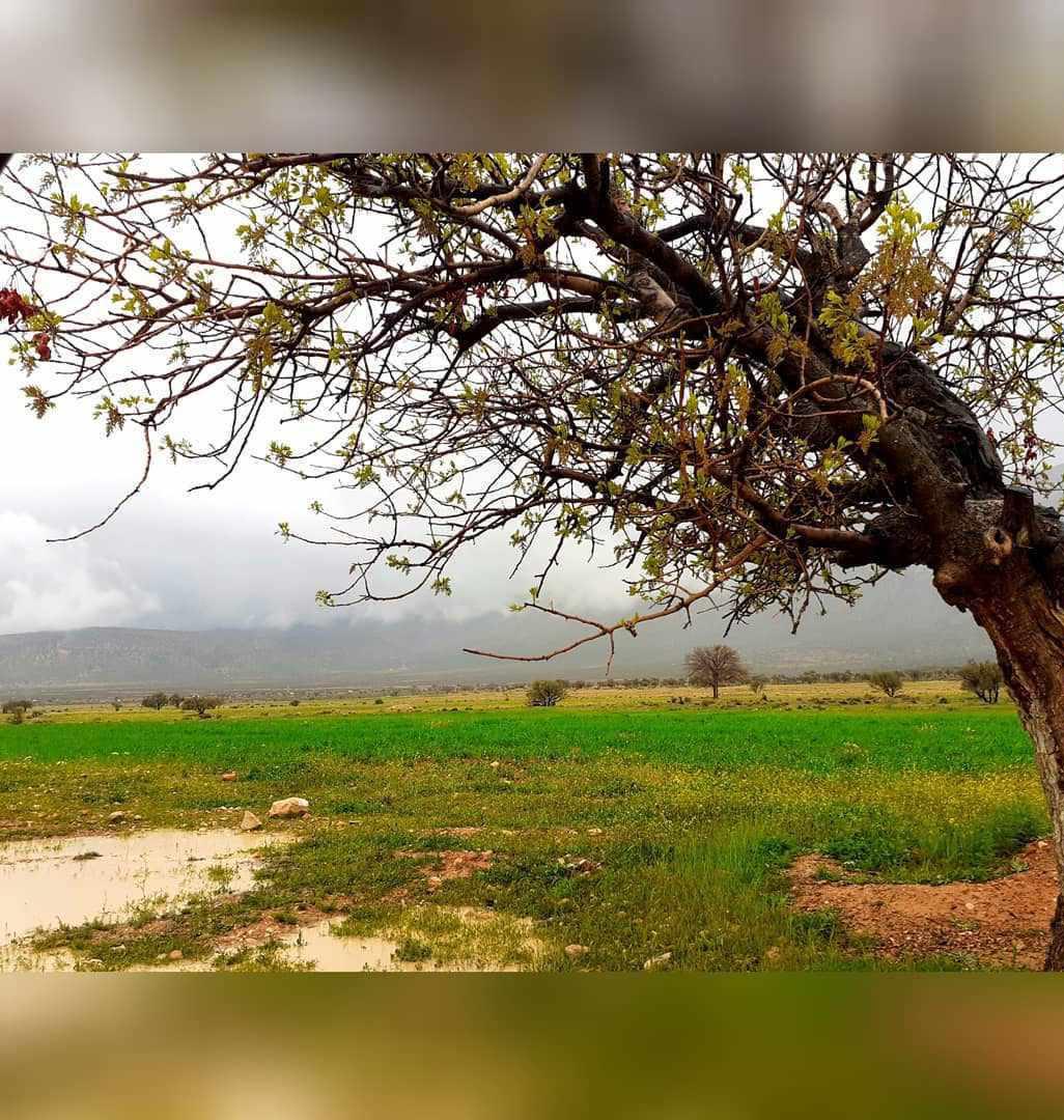 منطقه حفاظت شده میان جنگل فسا