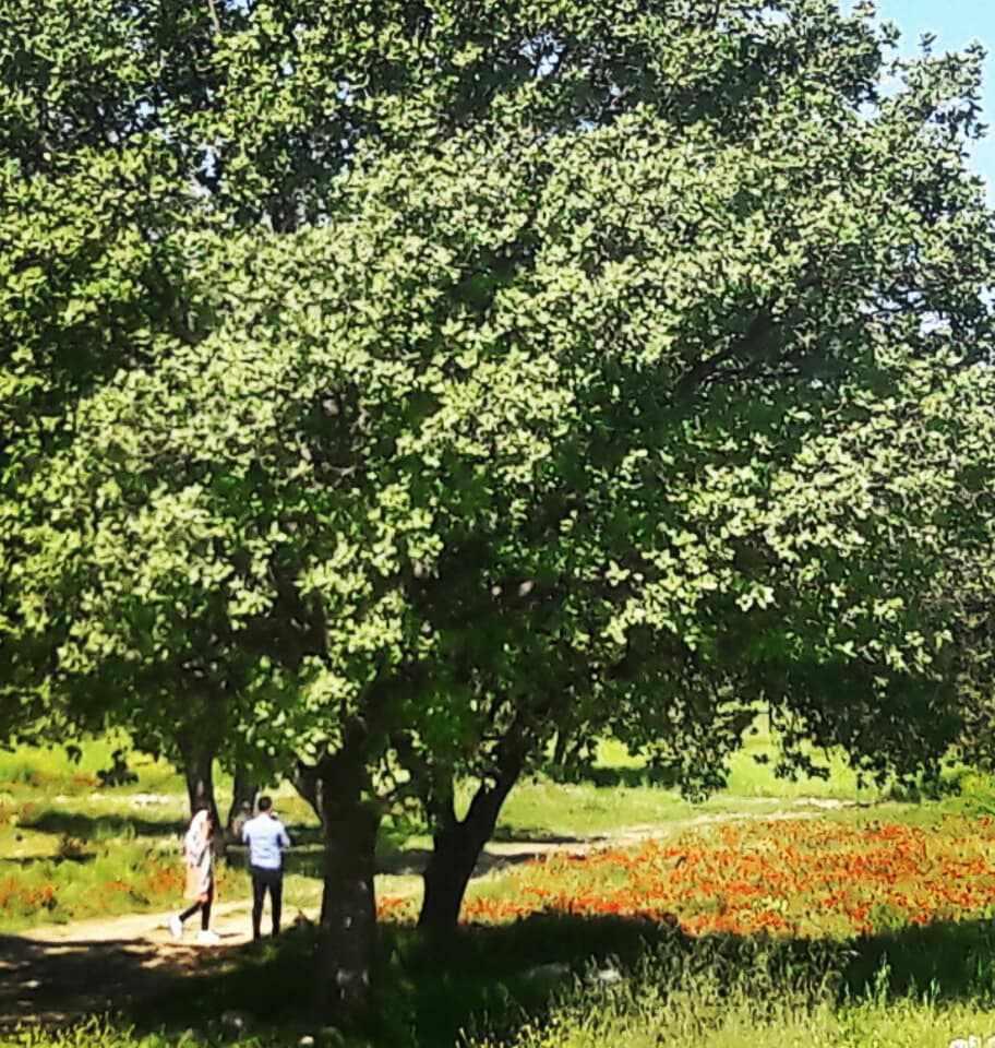 دشت برم کازرون