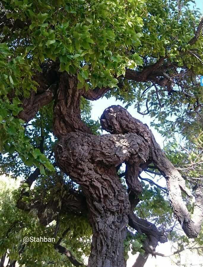 پارک جنگلی استهبان