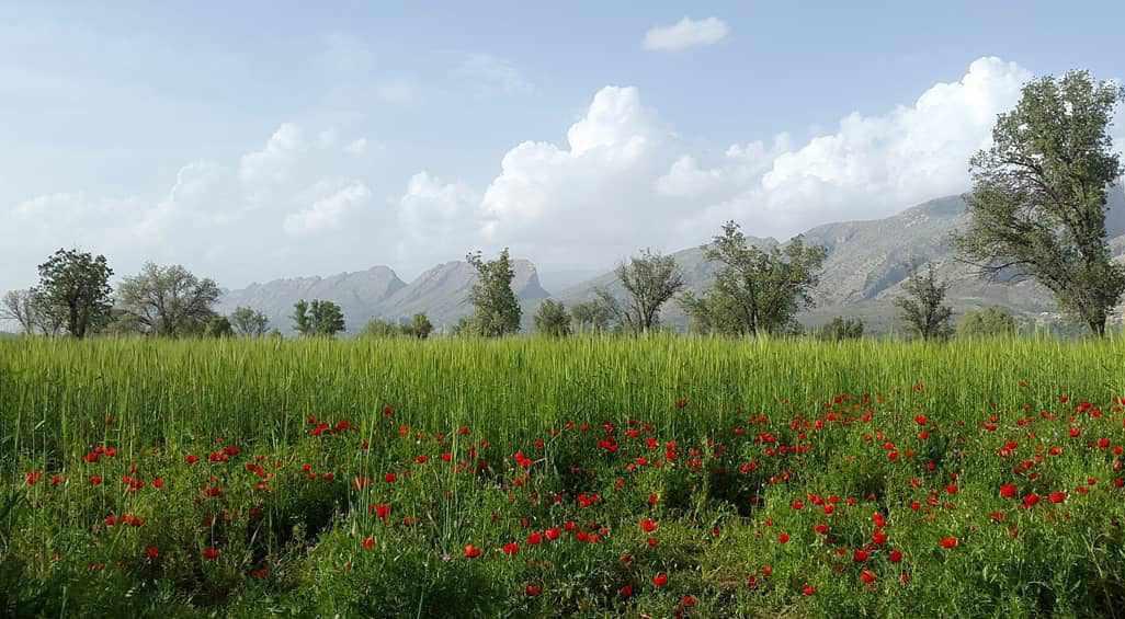 دشت برم کازرون