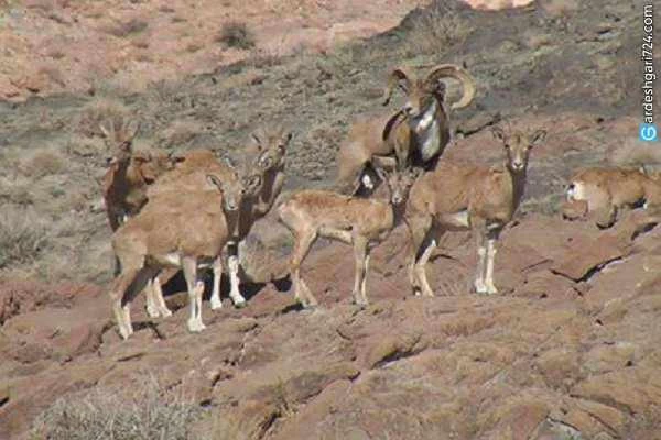 پارک ملی دریاچه ارومیه