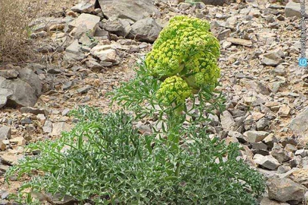 جنگل سنو طبس