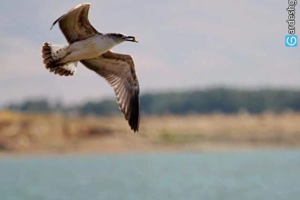 تالاب حسنلو