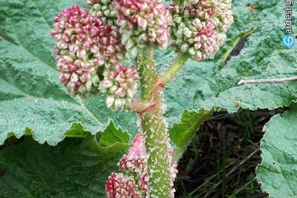 دره قاسملو ارومیه کجاست