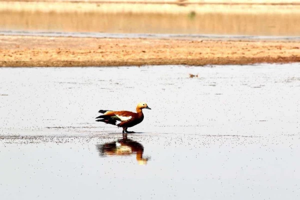 تالاب بهشت معصومه، تنها تالاب دائمی قم