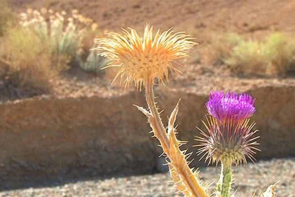 جنگل سنو طبس