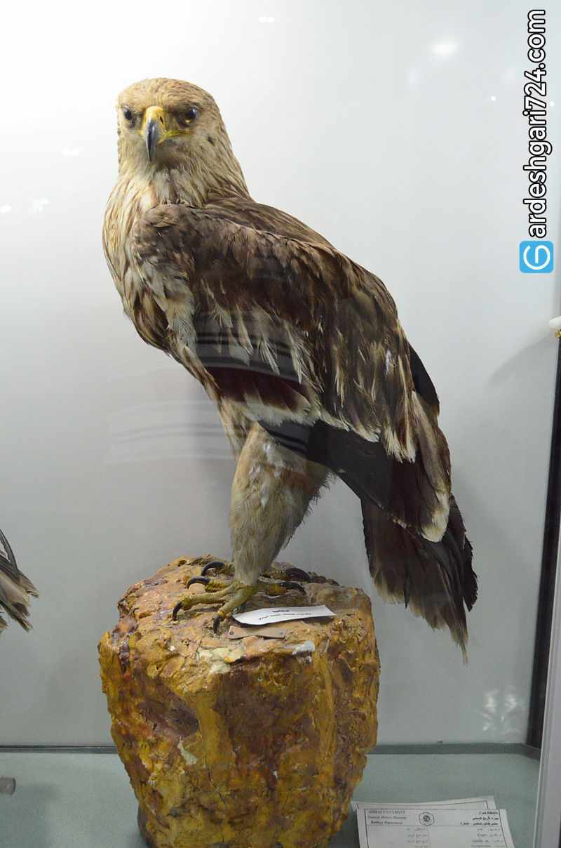 موزه تاریخ طبیعی شیراز