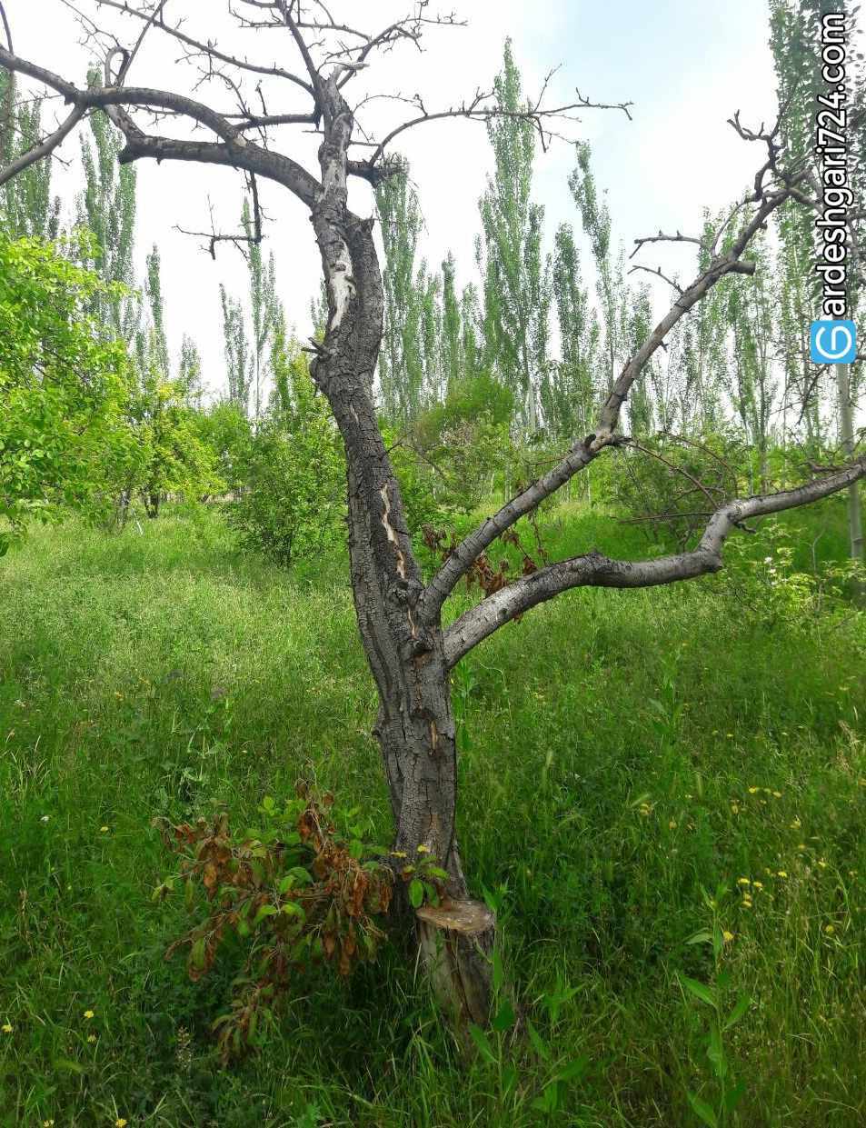 منطقه طبیعی چهاربرج