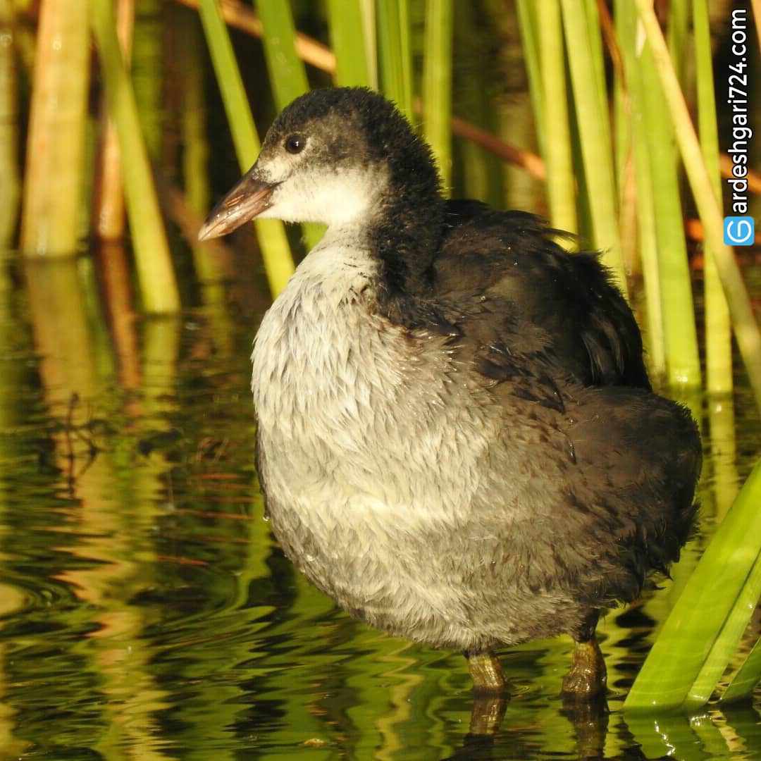 تالاب حسنلو