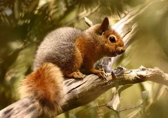 منطقه حفاظت شده مراکان