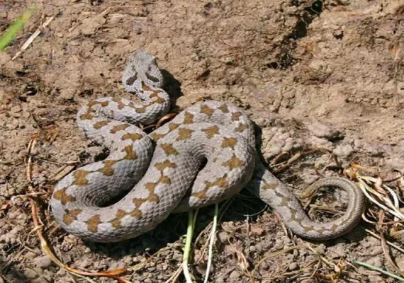 منطقه حفاظت شده مراکان