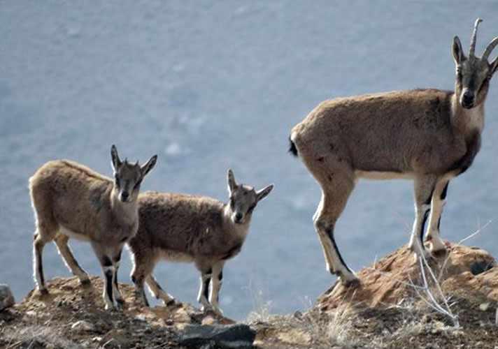 منطقه حفاظت شده مراکان