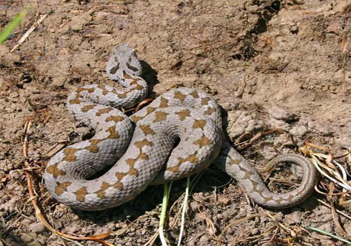 منطقه حفاظت شده مراکان