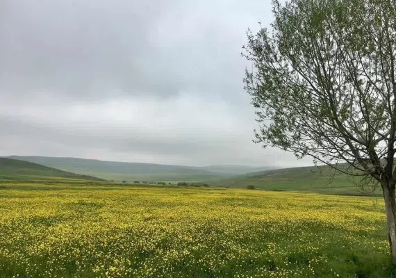 بولاغلار