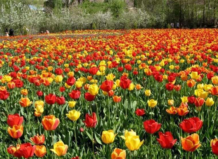 منطقه نمونه گردشگری سقزچی