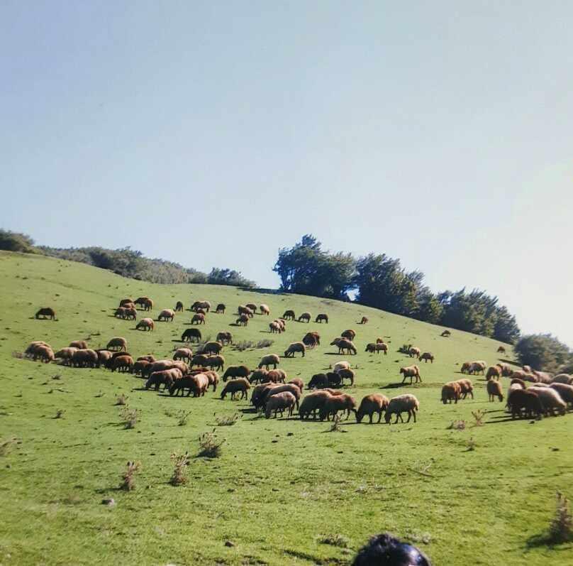 منطقه نمونه گردشگری سقزچی