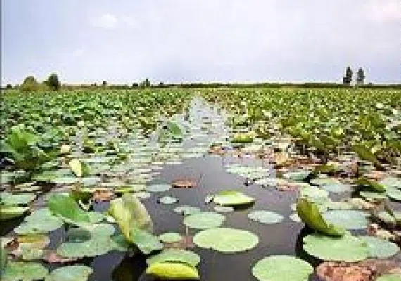 سر آب نیلوفر