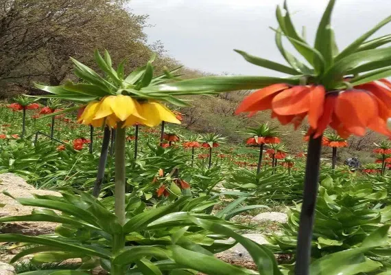 آبشار برنجه