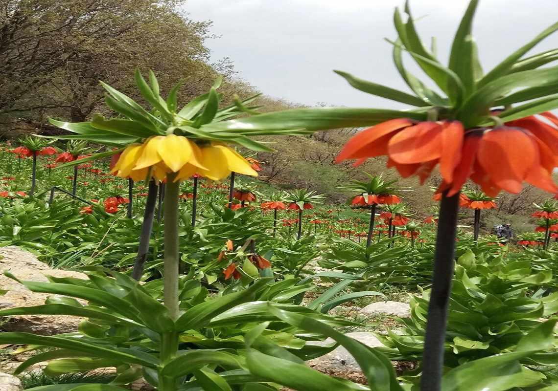 آبشار برنجه