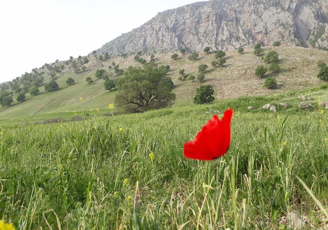 روستای کلم