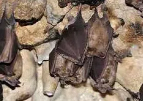 غار خفاش در کجاست؟