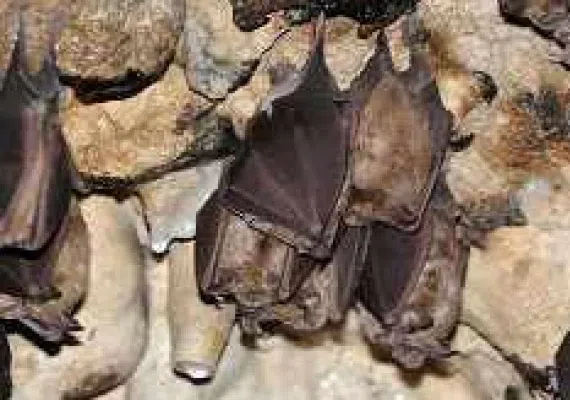 غار خفاش در کجاست؟