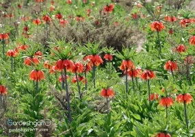 دشت لاله های واژگون